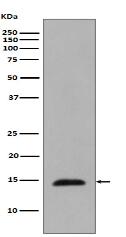 Phospho-Histone H2B (T129) Antibody