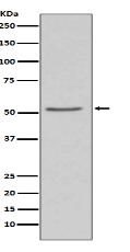 Angiotensinogen Antibody