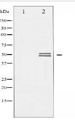 GSK3 alpha/beta Antibody