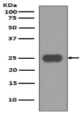 CD90 / Thy1 Antibody