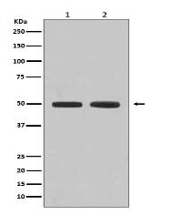 Flotillin 1 Antibody