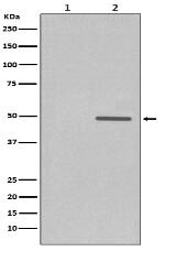 Phospho-Cyclin E1 (T77) Antibody