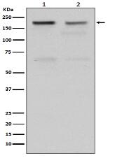 Topoisomerase II alpha Antibody