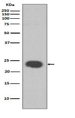 HP1 alpha Antibody