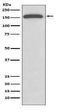 Gli1 Antibody