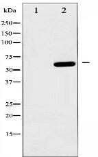 Phospho-AMPK1 (Ser485) Antibody