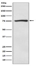 ACSS2 Antibody