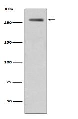 Phospho-LRRK2 (S935) Antibody