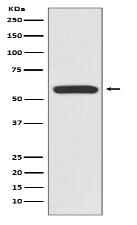 IRF6 Antibody