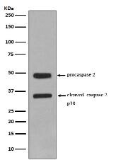 Caspase-2 Antibody