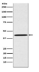Sprouty 2 Antibody
