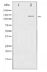 CBL Antibody