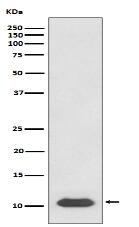 SDF1 Antibody