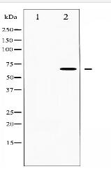 CDC25B Antibody