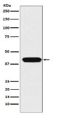 ATOH1 Antibody