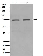 KIFC1 Antibody