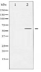 Phospho-Akt (Ser124) Antibody