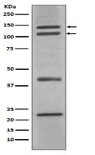 nNOS (neuronal) Antibody