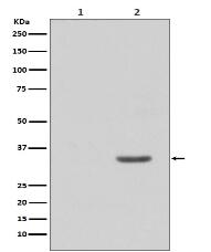 Phospho-CDK2 (Y15) Antibody