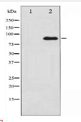 PKC zeta Antibody