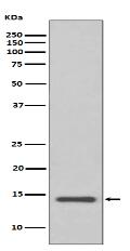 Cystatin C Antibody