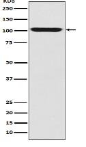 LGR5/GPR49 Antibody