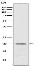 ARF1 Antibody