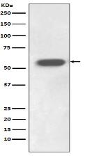 IRF7 Antibody