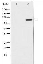 GluR2 Antibody