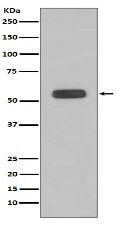 SHP2 Antibody