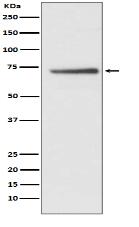 Cdc16/APC6 Antibody