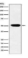 Cytochrome P450 4A Antibody