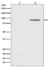 Phospho-STAT1 (Y701) Antibody