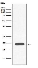 Myoglobin Antibody