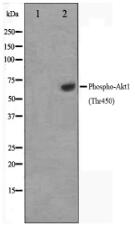 Phospho-Akt1 (Thr450) Antibody