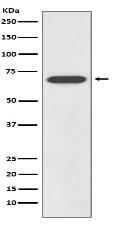 SOX11 Antibody