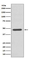 Tissue Factor Antibody