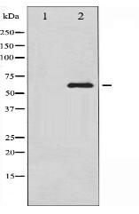 p70 S6 Kinase Antibody