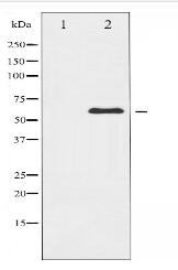 XIAP Antibody