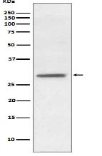 Hes1 Antibody