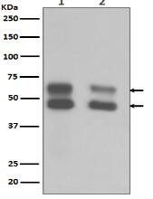 CaMKII Antibody