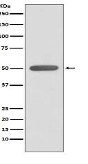 ERR alpha Antibody