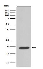 Caveolin-3 Antibody