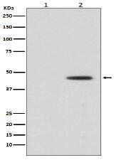 Phospho-MEK1 (S298) Antibody