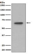 S6K1 Antibody