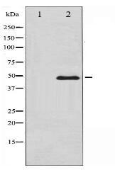 GATA3 Antibody