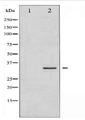 Syntaxin 1A Antibody