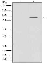 Phospho-B Raf (T401) Antibody