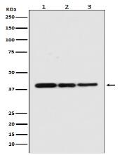 p38 Antibody