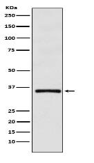 DMRT1 Antibody